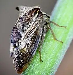 Two-horned Treehopper (Stictocephala diceros)