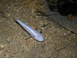 Typhleotris madagascariensis; Milyeringidae