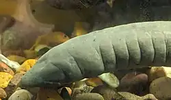 The front of a Typhlonectes natans sitting on rocks