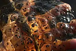 Frog egg clutch, eggs surrounded by jelly like substance