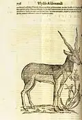 Blackbuck