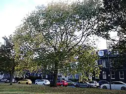 Blandford Elm, Hermitage Place, Leith Links, 2016