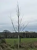 Erect structure of untrained sapling