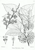 Ulmus wallichiana, from Illustrations of the Forest Flora of North-West and Central India, 1874