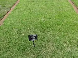 Closely mowed turf in a research garden