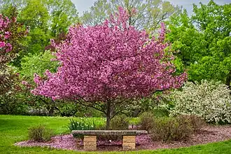 Crabapple tree in spring bloom.