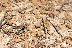 Unknown orthopteran on the Horsnell Gulley walk