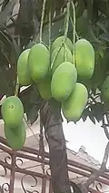 Unplucked Malihabadi Dusseheri Mangoes