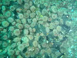 Urchins at Cleeves tunnel