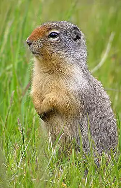 Brown and gray squirrel