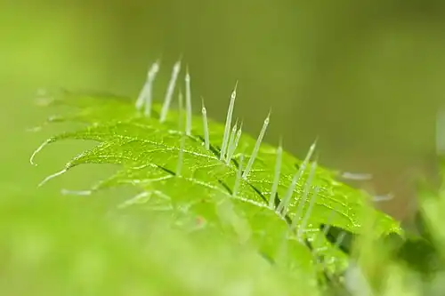 Needles along the leaf mid-vein