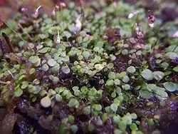 Utricularia striatula 's leaves