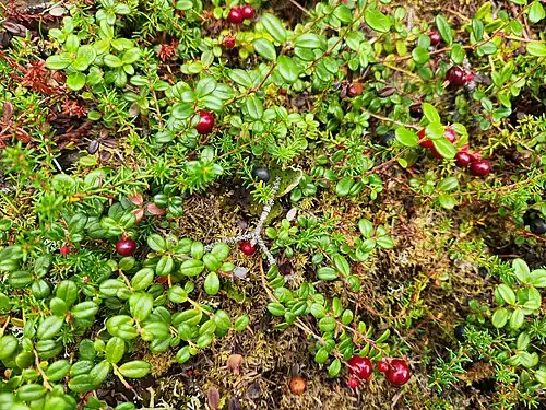Vaccinium vitis-idaea and Empetrum nigrum in Denali