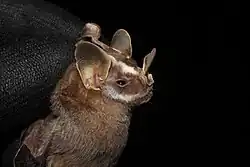 Brown bat