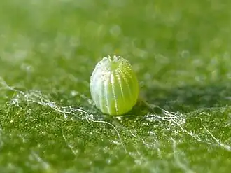 Egg