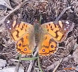 Vanessa terpsichore, Chilean lady