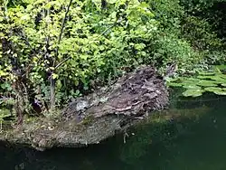 Vegetation on the river banks