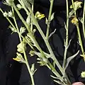 Inflorescence