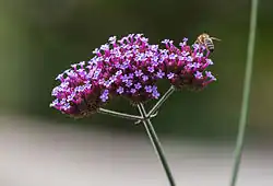 A flowering head atop a slightly fuzzy green stem. The stem is straight and has two branches just below the flowers coming from the same node on opposite sides of the stem. The densely packed flowers form a nearly flat cluster with both the side clusters from the branches touching the central cluster. The very small flowers have a short tube under the opening with five lobes at the opening like purple petals with dozens of them all open. On the right hand cluster a bee has its face in one of the flowers and is facing away from the camera. Its abdomen is dark with three fuzzy golden bands. The background of the photograph is blurred.