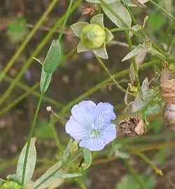 Linum usitatissimum