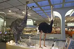 Image 34Madagascar's elephant bird, Mauritius's dodo bird and ostrich (from left to right) (from Indian Ocean)