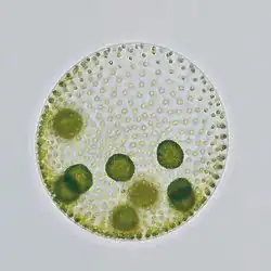 Light micrograph of Volvox aureus, a spherical colonial green algae with multiple dense inner colonies