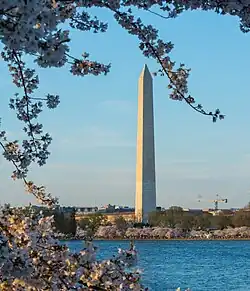 Cherry blossom trees surrounding the Washington Monument