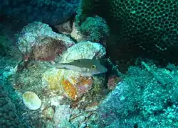A small, brown fish with golden eyes and dots of iridescent blue on its side, and no dorsal fin