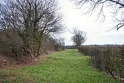 Westhall Wood