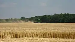 Wheat harvest in Richmond Township