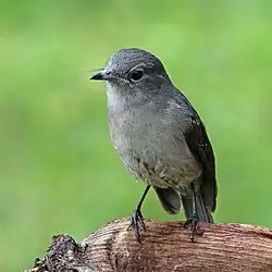 M. f. toruensis Sabyinyo Silverback Lodge, Rwanda