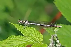 immature female Estonia