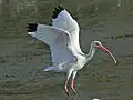 American white ibis