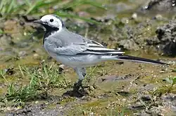 White Wagtail