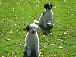 Two parti-colored Portuguese Water Dogs, female curly in front and male wavy at rear
