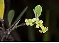 Flowers of the Hawaiian Wikstroemia phillyreifolia