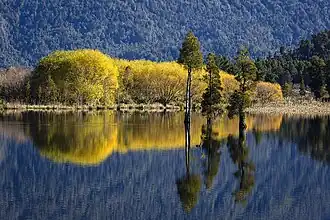 Willow and kahikatea reflections at Lake Poerua