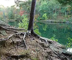 Image 1A young red pine (Pinus resinosa) with spread of roots visible, as a result of soil erosion (from Tree)