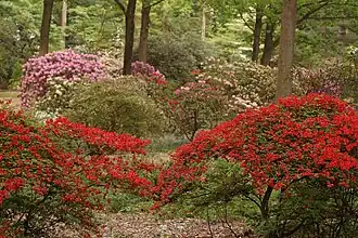 Rhododendrons from the Wister Rhododendron Collection