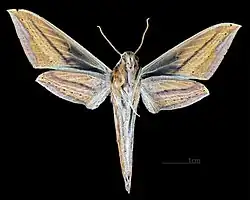 Female ventral (coll.MHNT)