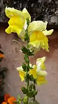 Yellow snapdragon flower