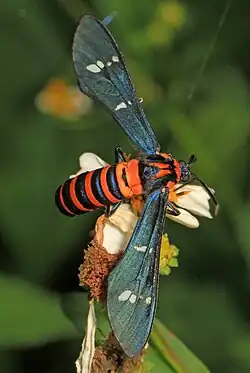 Syntomeida ipomoeae on a flower, although Syntomeida ipomoeae's common name is yellow banded moth, the moth is orange with black stripes. It also possesses translucent blue wings