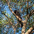 Yellow-tailed black-cockatoo searching for insect larvae in branches