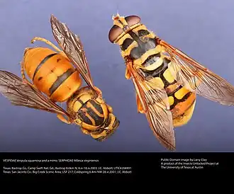 Yellow Jacket and Mimic