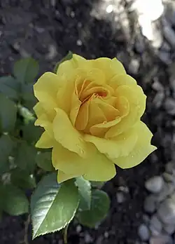 A yellow rose.