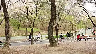 Yeouido Park bicyclists