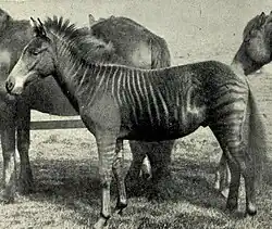 A zorse in an 1899 photograph, "Romulus: one year old", from J. C. Ewart's "The Penycuik Experiments"