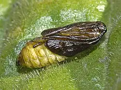 Pupa (cocoon removed)
