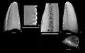 Dromaeosauridae tooth with small denticles along the cutting edge. Scale bars are 1 mm.