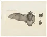 Drawing of bat